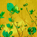 Abstract Dogwood