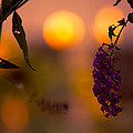 Summer Evening