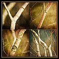 Branching Out