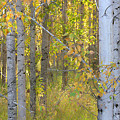 Birch Forest