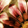Blanket Flowers