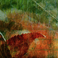 Liquid Amber